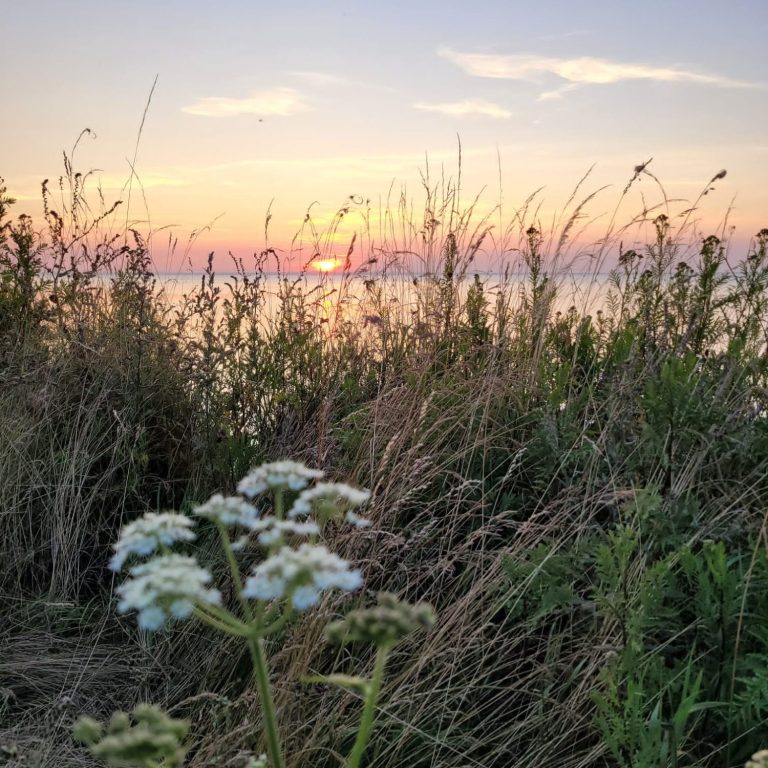 Sonnenuntergang über der Ostsee, im Vordergrund Gräser
